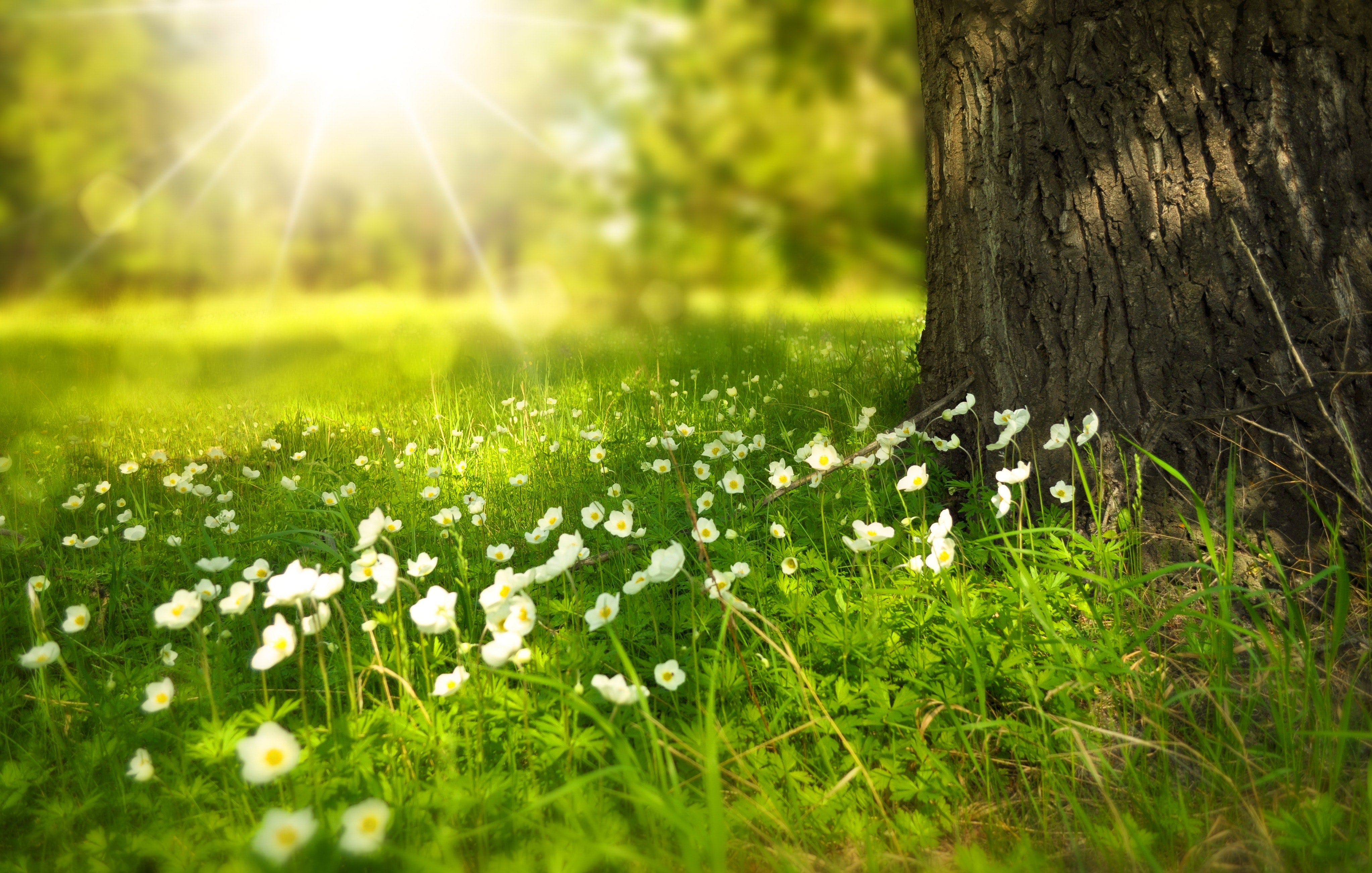 How Sunlight Impacts Your Health (and How to Get More Of It Safely)