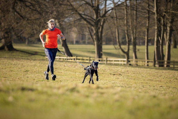 How to Train Your Dog to Run with You (& Why You Should)